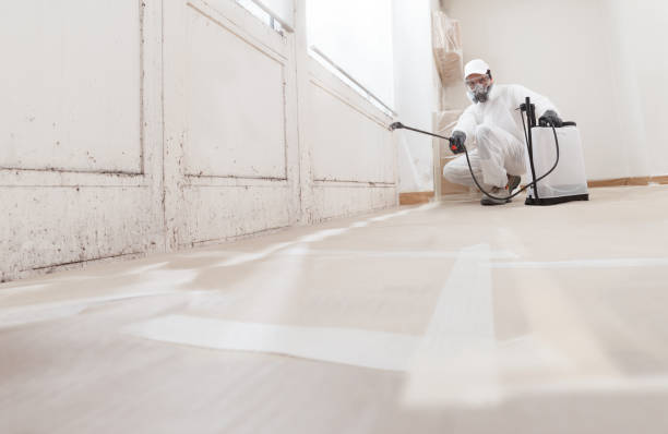 24/7 Emergency Black Mold Remediation experts in South Elgin, IL