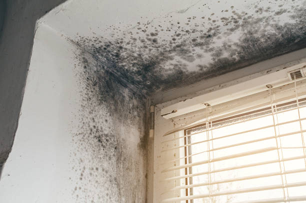 Affordable Black Mold Remediation solutions in South Elgin, IL