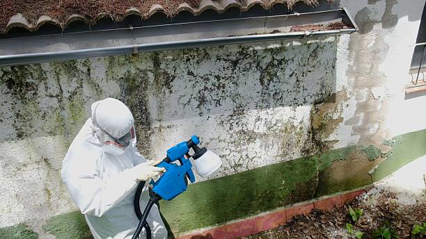 Top rated local Black Mold Remediation specialists in South Elgin, IL